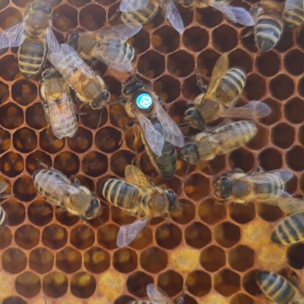 Matka pszczela Dobra